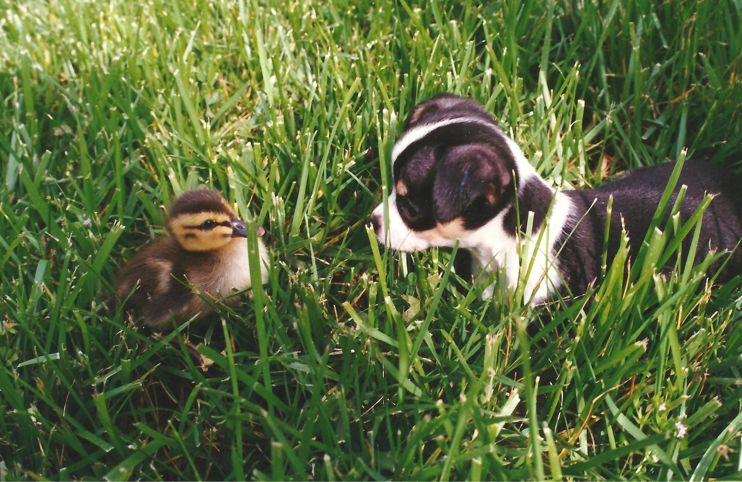 Meets duck 1